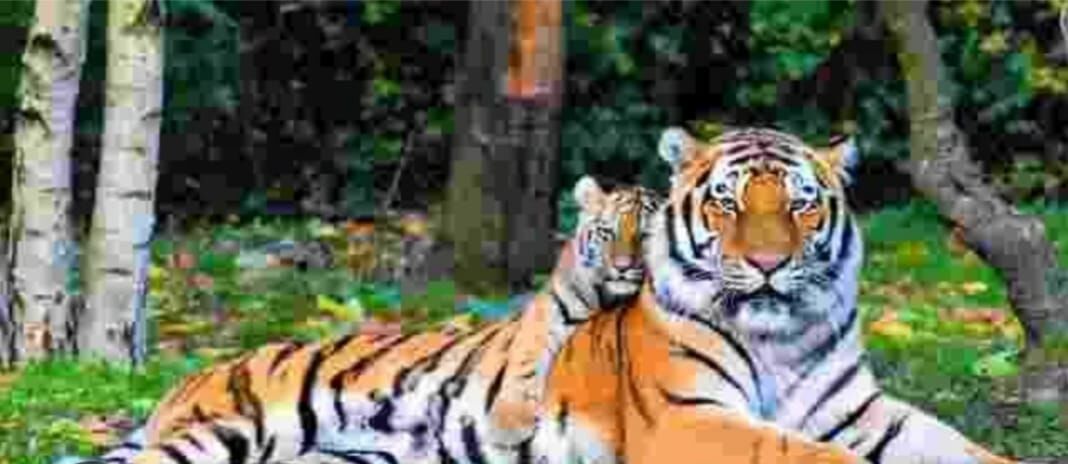 रातापानी अभयारण्य को Tiger Reserve बनाने हरी झंडी