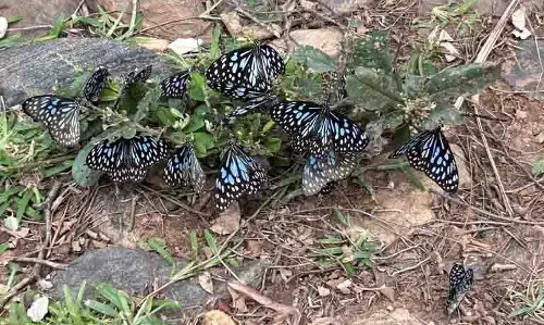 TN : पश्चिमी घाटों की ओर मौसमी तितली प्रवास देखा गया
