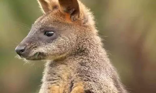 Australia में विलुप्त होने के गंभीर खतरे में 10 प्रजातियों की पहचान की गई