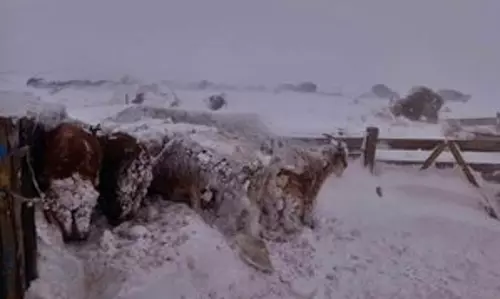 Mongolia में और अधिक सर्दियाँ पड़ने की संभावना