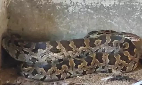 Odisha के अंगुल जिले में मुर्गी पालन से 8 फीट लंबा अजगर सांप बचाया गया