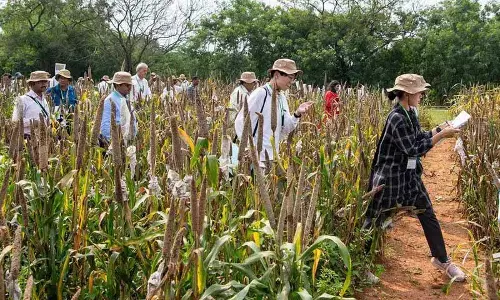 ICRISAT ने हैदराबाद में बाजरा वैज्ञानिकों के लिए फील्ड डे का आयोजन किया