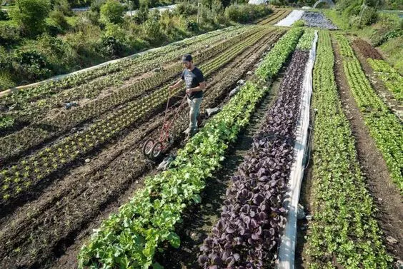 Tripura: सब्जियों, फूलों की वैज्ञानिक खेती के लिए बना उत्कृष्टता केंद्र