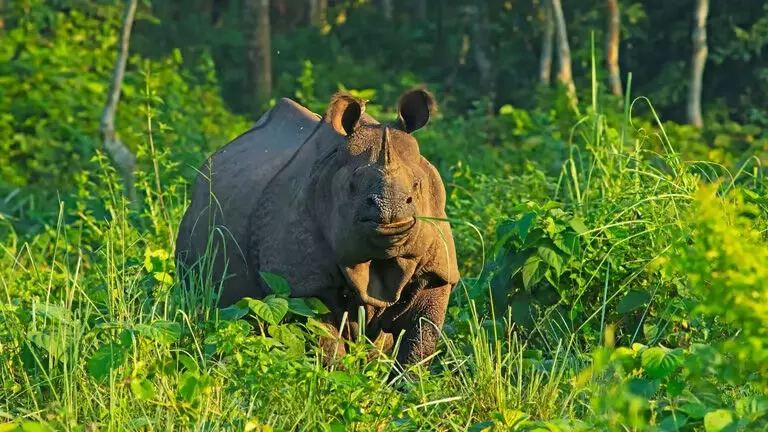 Assam : काजीरंगा में चार शिकारी गिरफ्तार, हथियार के पुर्जे जब्त