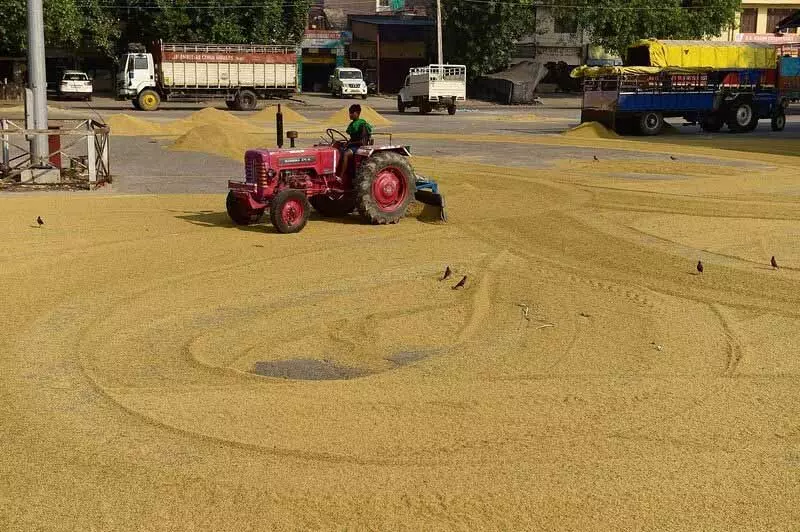 Jalandhar: मजदूरों ने धान के अलावा अन्य फसलों के लिए काम शुरू किया