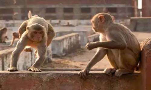 बंदरों के उत्पात से युवक की मौत, परिजन सदमे में