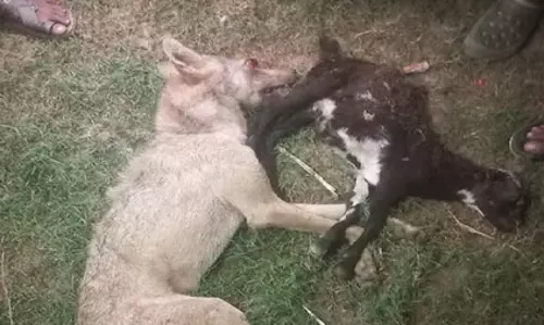 खूंखार भेड़िया का अंत, ग्रामीणों ने पीट-पीटकर ली जान, लोगों ने राहत की सांस ली खूंखार भेड़िया का अंत, ग्रामीणों ने पीट-पीटकर ली जान, लोगों ने राहत की सांस ली