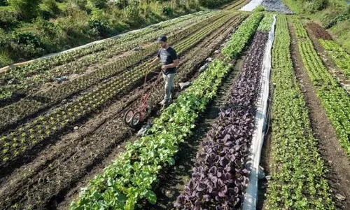 Tripura: सब्जियों, फूलों की वैज्ञानिक खेती के लिए बना उत्कृष्टता केंद्र