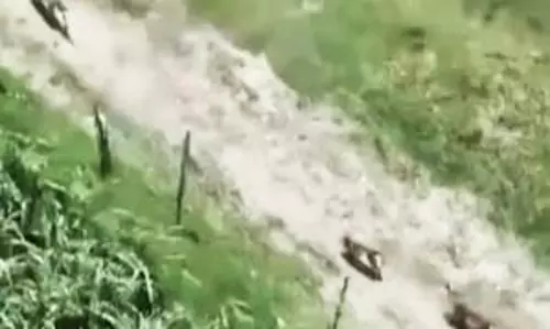 Uttar Pradesh: बहराइच में ग्रामीणों ने छठे भेड़िये को मार डाला