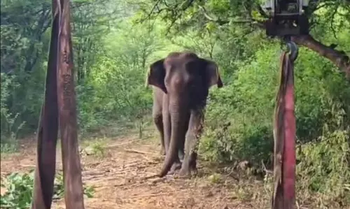 Odisha: बोनाई वन प्रभाग में मानव-हाथी संघर्ष के कारण स्थिति चिंताजनक