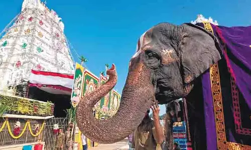 TN : कुमारी भगवती अम्मन मंदिर में नवरात्रि समारोह में हाथी की अनुपस्थिति से भक्त परेशान