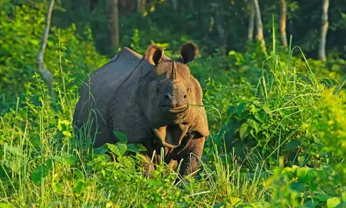 Assam : काजीरंगा में चार शिकारी गिरफ्तार, हथियार के पुर्जे जब्त