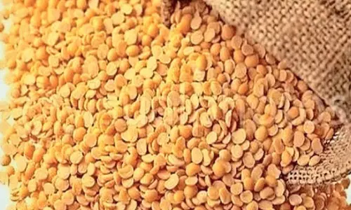 Market से उत्तम तुअर दाल खरीदने की अद्भुत तरीका Market से उत्तम तुअर दाल खरीदने की अद्भुत तरीका