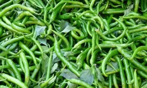 निराशाजनक कीमत के कारण Kurnool मिर्च उत्पादकों ने फसल वापस जोतने का फैसला किया निराशाजनक कीमत के कारण Kurnool मिर्च उत्पादकों ने फसल वापस जोतने का फैसला किया