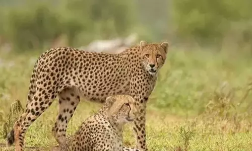 Kuno National Park से खुला, लेकिन चीता देखने के लिए पर्यटकों का इंतजार जारी
