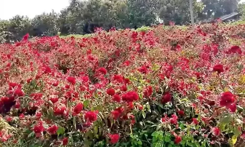 बथुकम्मा के लिए सीता जादा पुलु वाइल्डफ्लावर से Hyderabad के बाजार में बाढ़ बथुकम्मा के लिए सीता जादा पुलु वाइल्डफ्लावर से Hyderabad के बाजार में बाढ़