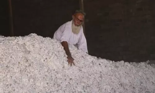 Gujarat: दो दशकों में कपास की खेती में 9 लाख हेक्टेयर की वृद्धि हुई Gujarat: दो दशकों में कपास की खेती में 9 लाख हेक्टेयर की वृद्धि हुई