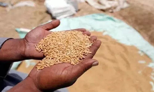 Rajasthan: मिलने वाले मुफ्त गेहूं पर संकट मंडराया