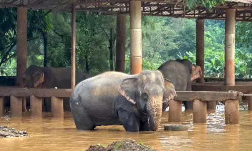 Northern Thailand: अचानक आई बाढ़ में 2 हाथियों की मौत