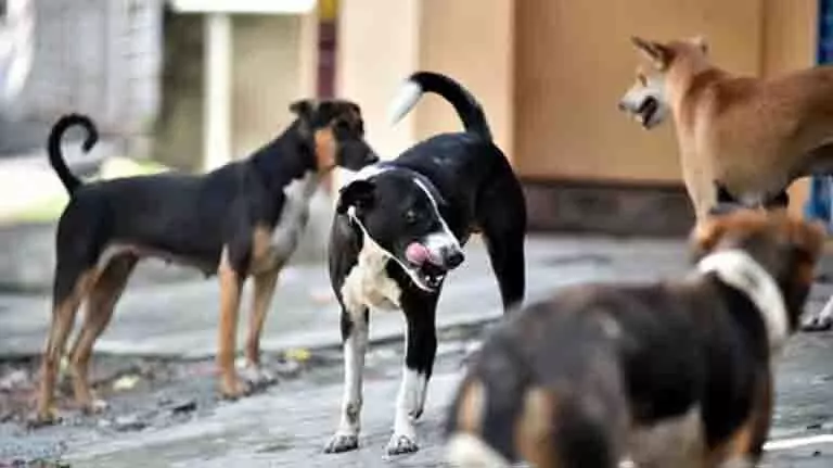 Controlling stray dogs : कुत्तों को खाना खिलाने से कम हो सकती है आक्रामकता