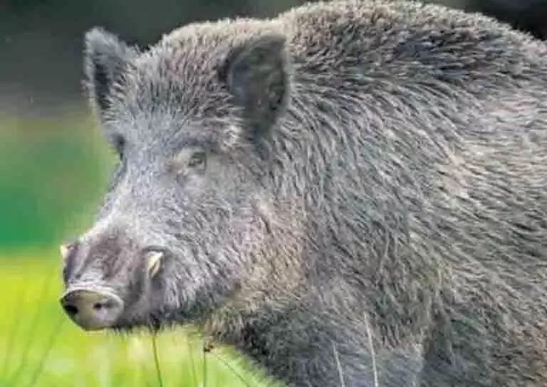 Wild boar threat : केरल में निशानेबाजों द्वारा अधिक वेतन की मांग के कारण एलएसजी कर रहे हैं संघर्ष