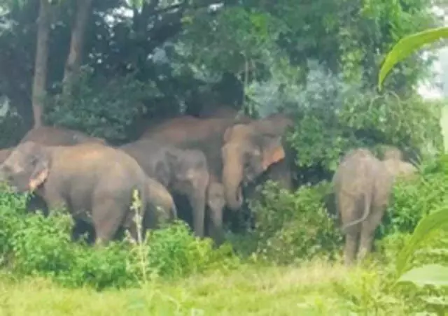 Odisha के अंगुल शहर में हाथियों के झुंड से लोगों में दहशत