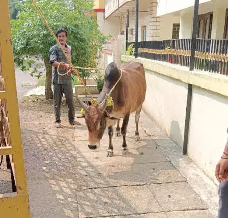 सड़क दुर्घटना को रोकने घुमंतू पशुओं की धरपकड़ निरंतर जारी