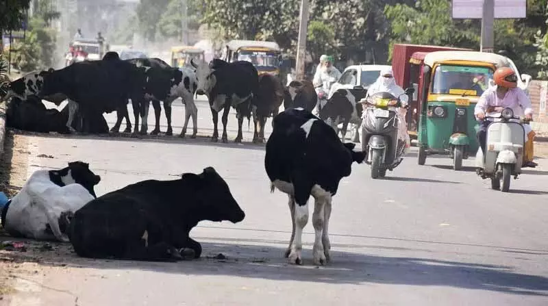 Ludhiana: आवारा पशुओं का खतरा अब भी लोगों को परेशान कर रहा