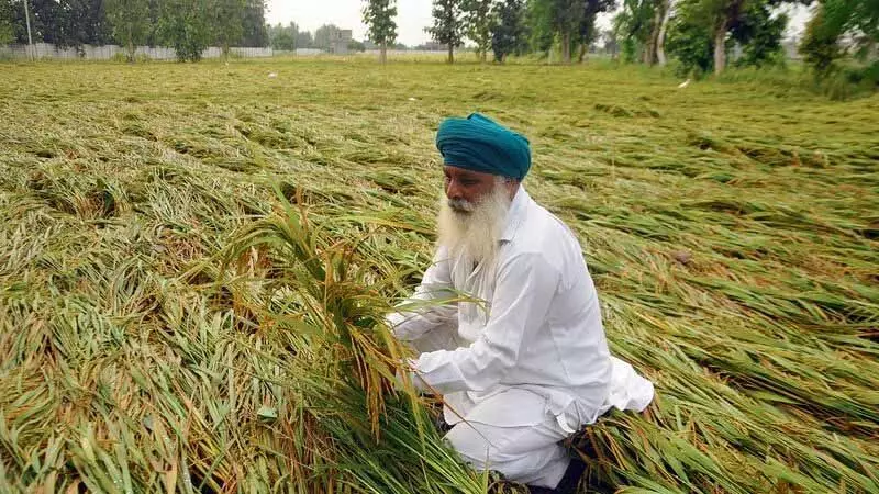 Amritsar: तेज हवाओं और बारिश से धान की फसल बर्बाद होने से किसान चिंतित