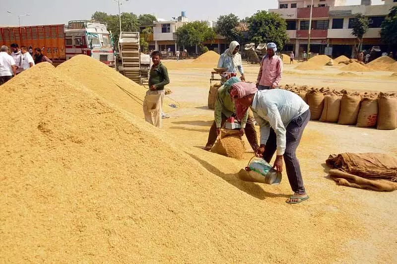 Amritsar: निजी एजेंसियों द्वारा 2 लाख मीट्रिक टन से अधिक बासमती का उठाव किया