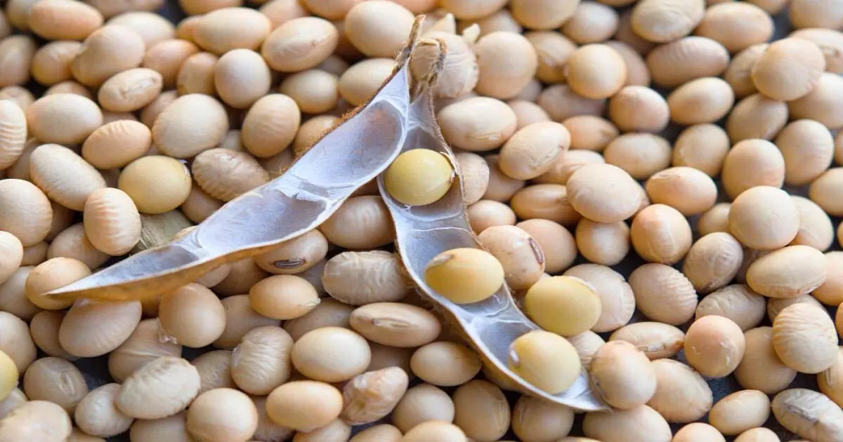 Soybean के दाम गिर रहे, खरीद में देरी से किसानों की परेशानी बढ़ी