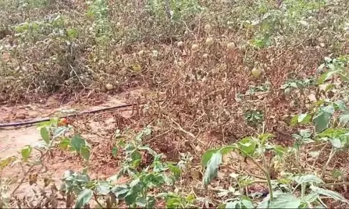 तिरुपुर में टमाटर की फसल जलने पर कीटनाशक निर्माता से मुआवजा मांगा गया