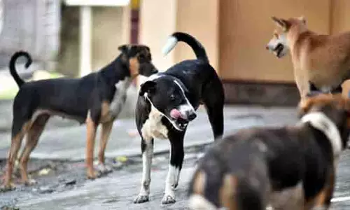 Controlling stray dogs : कुत्तों को खाना खिलाने से कम हो सकती है आक्रामकता