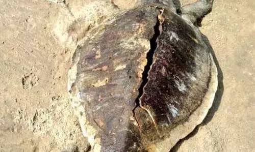 मुख्यमंत्री से ओलिव रिडले कछुए के प्रजनन स्थल को संरक्षित करने का आग्रह