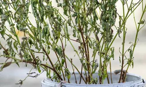 Tulsi का पौधा लगातार सूखता रहे तो इसका कारण यह