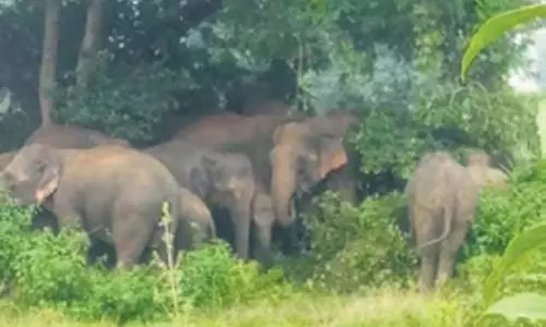 Odisha के अंगुल शहर में हाथियों के झुंड से लोगों में दहशत Odisha के अंगुल शहर में हाथियों के झुंड से लोगों में दहशत