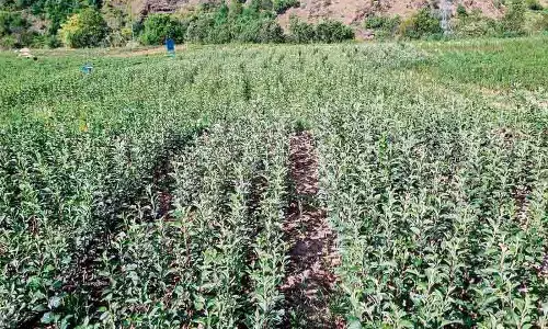 Himachal : एचपीएमसी ने रिकॉर्ड 1,545 मीट्रिक टन सेब जूस कंसंट्रेट का प्रसंस्करण किया Himachal : एचपीएमसी ने रिकॉर्ड 1,545 मीट्रिक टन सेब जूस कंसंट्रेट का प्रसंस्करण किया