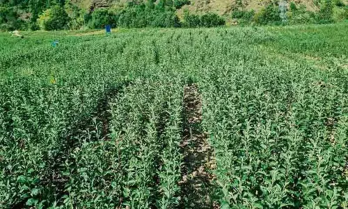 Himachal : बागवानी को बढ़ावा देने के लिए कदम उठाने की योजना बना रही है सरकार Himachal : बागवानी को बढ़ावा देने के लिए कदम उठाने की योजना बना रही है सरकार