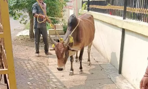 सड़क दुर्घटना को रोकने घुमंतू पशुओं की धरपकड़ निरंतर जारी