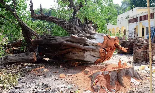 NGT ने 20 हेरिटेज पेड़ों की कटाई की जांच के लिए पैनल गठित किया NGT ने 20 हेरिटेज पेड़ों की कटाई की जांच के लिए पैनल गठित किया