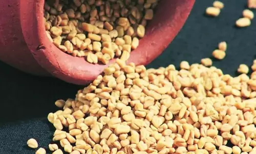 स्वस्थ बालों का राज मेथी में छिपा