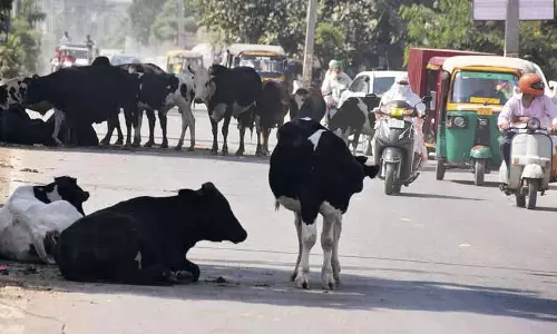 Ludhiana: आवारा पशुओं का खतरा अब भी लोगों को परेशान कर रहा