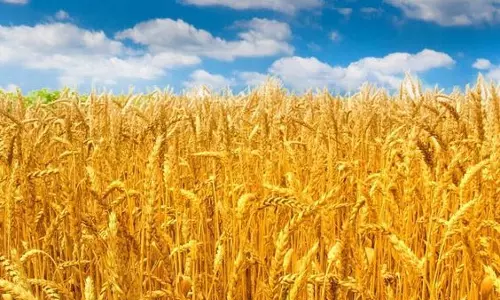 गेहूं का उत्पादन बढ़ाने के लिए इन नई Varieties का करें इस्तेमाल