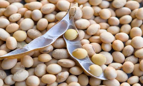Soybean के दाम गिर रहे, खरीद में देरी से किसानों की परेशानी बढ़ी