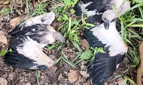 Assam : धकुआखाना में तूफान के कारण प्रवासी पक्षियों की मौत Assam : धकुआखाना में तूफान के कारण प्रवासी पक्षियों की मौत