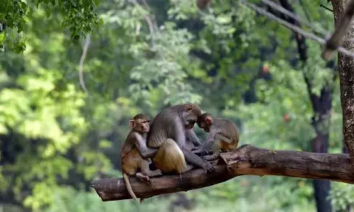 Khammam: बंदरों को जहर देकर मार डाला गया, दफनाया गया Khammam: बंदरों को जहर देकर मार डाला गया, दफनाया गया