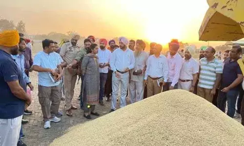 SAS Nagar मंडियों में धान की खरीद शुरू