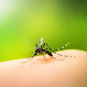 2024 में अर्जेंटीना में Dengue के मामले 576,000 से अधिक हो जाएंगे