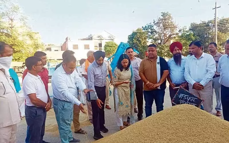 Hoshiarpur की 13 मंडियों में धान की खरीद शुरू