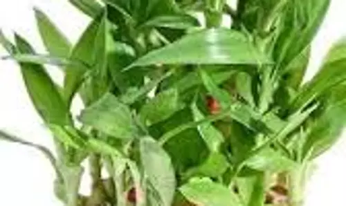 फेंगशुई टिप्स: घर की इस दिशा में लगाएं बांस का पौधा, होंगे बड़े फायदे